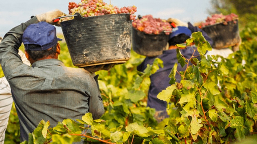 Solicitan Personal para Cosecha de Frutas con y sin experiencia
